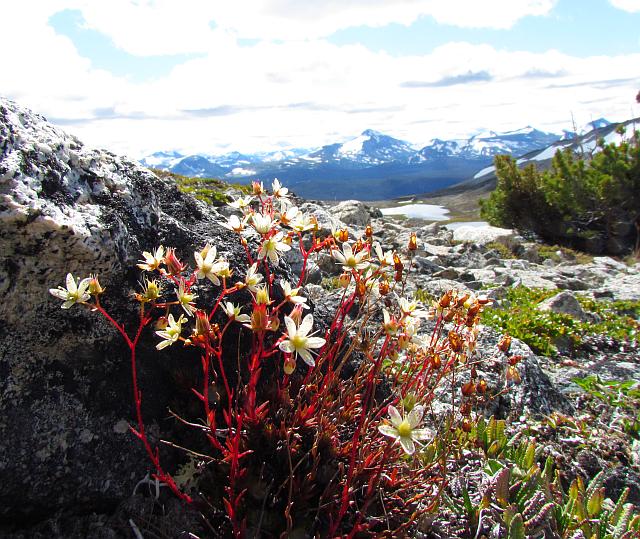 spotted saxifrage