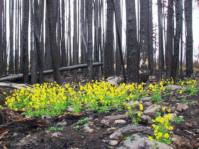 heart-leaved arnica