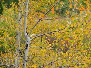 aspen leaves turning