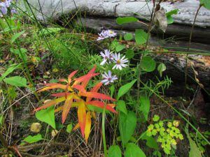 fireweed and aster