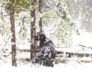 badger in snow