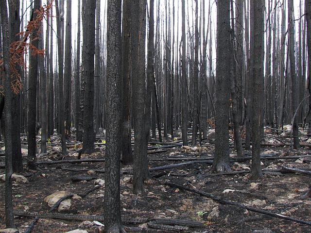 remains of a forest fire
