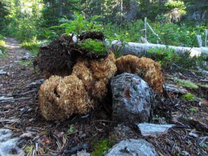 cauliflower mushroom