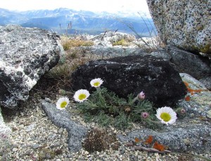 cut-leafed fleabane