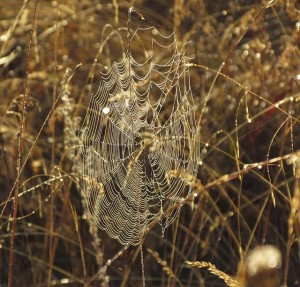 spiders web