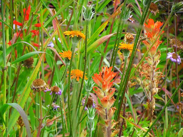 agoseris auranticum