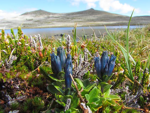 blue-green gentian