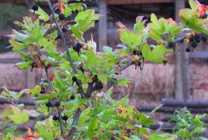 wild gooseberries