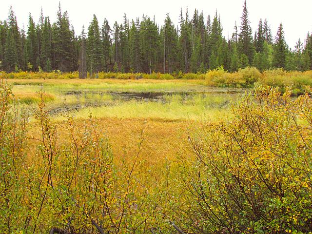 lower pond in fall