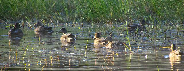 mallards at Ginty Creek