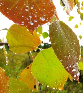 aspen leaves in rain