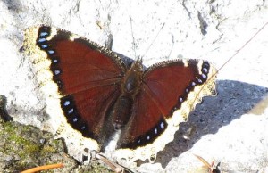 mourning cloak butterfly