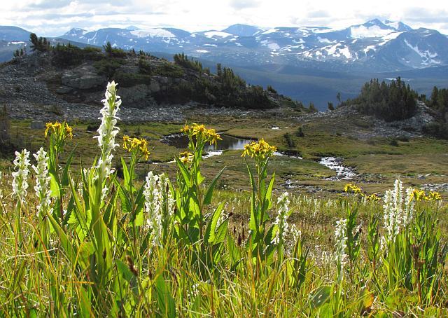 bog orchids and sword-leafed scenecio