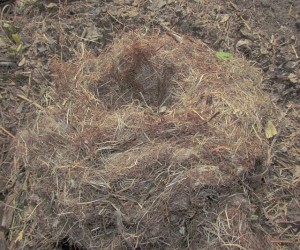 nest of a packrat.