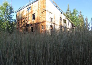 chest high grass at the packrat palace