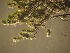 rain on the pines