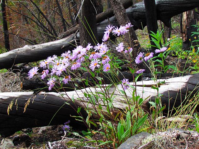 purple mountain daisies