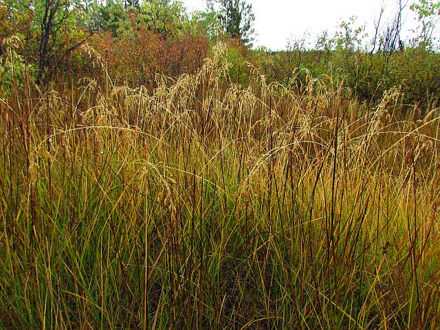 grass in the rain