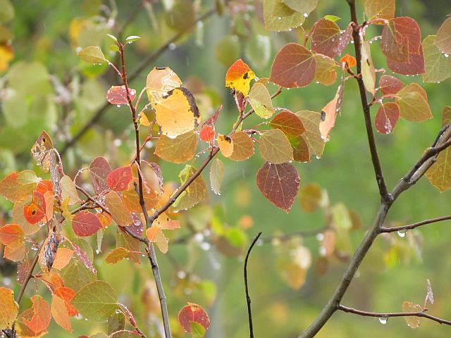 aspens in rain