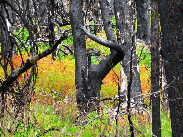 fireweed turning colour