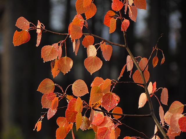 rain on red aspens