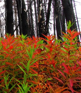 fireweed leaves