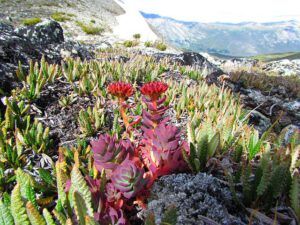 roseroot on the ridge