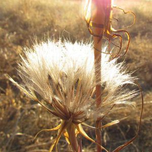 seedhead of salsify