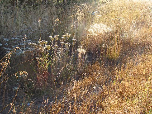 seedheads at Ginty Creek