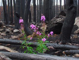 small clump of fireweed