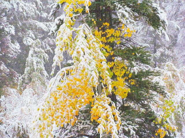 aspens in snow