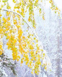 snow falling on aspens