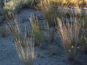 sparse grass at Ginty Creek