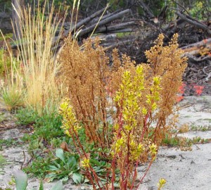 spiked goldenrod