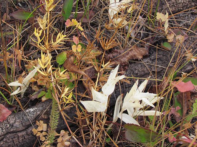 star-flowered solomon seal