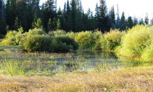 pond at Ginty Creek