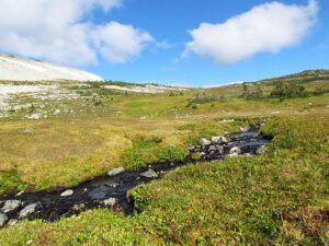 a creek in the tundra
