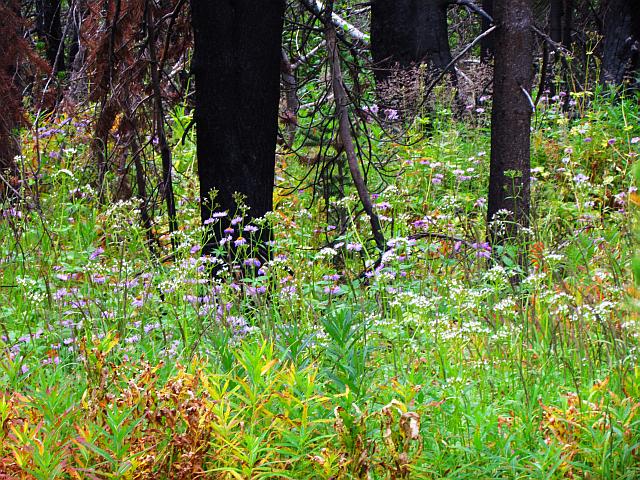 purple mountain daisies and sitka valerian