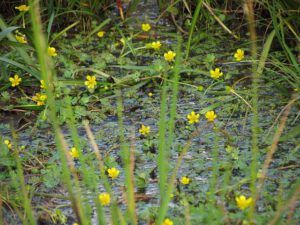 water crowfoot