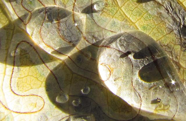 aspen leaf with water drops
