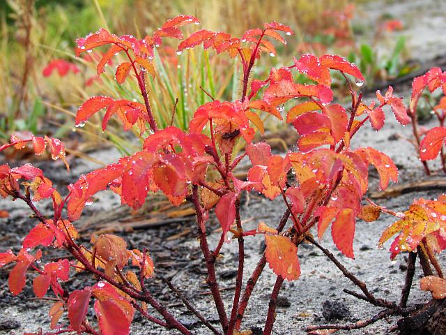 wild rose in fall colours