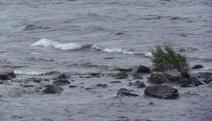 stormy willow at Nuk Tessli