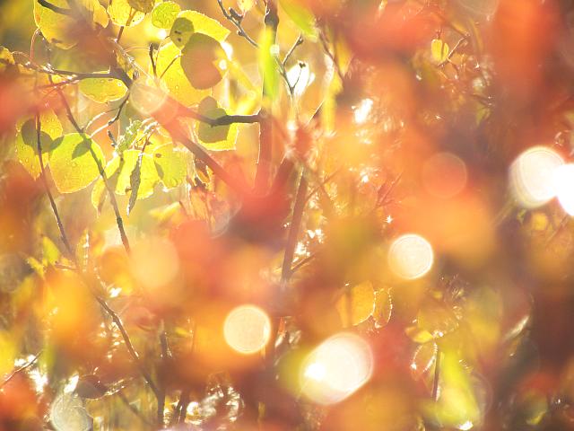 abstract leaves, Ginty Creek