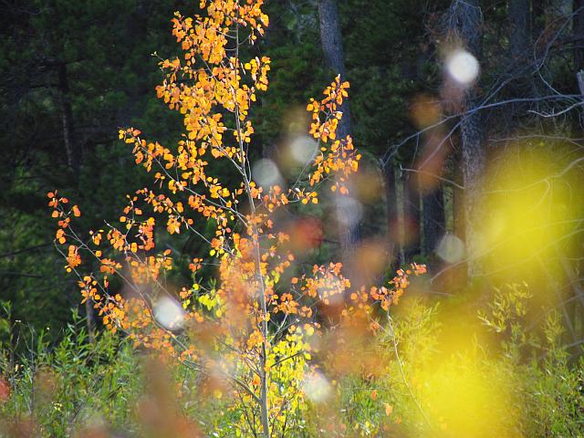 abstract at Ginty Creek