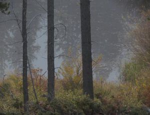 fog at Ginty Creek