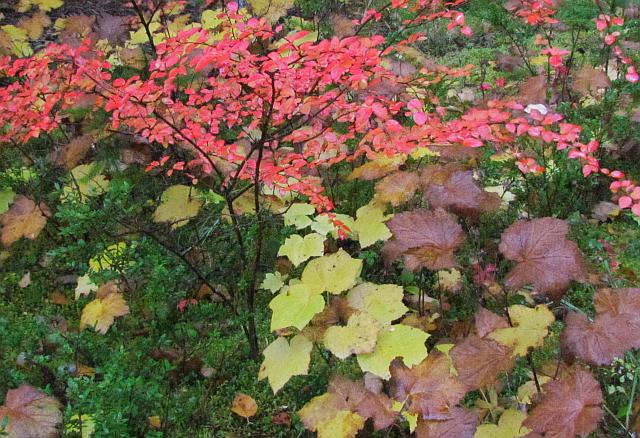 red huckleberry and thimbleberry