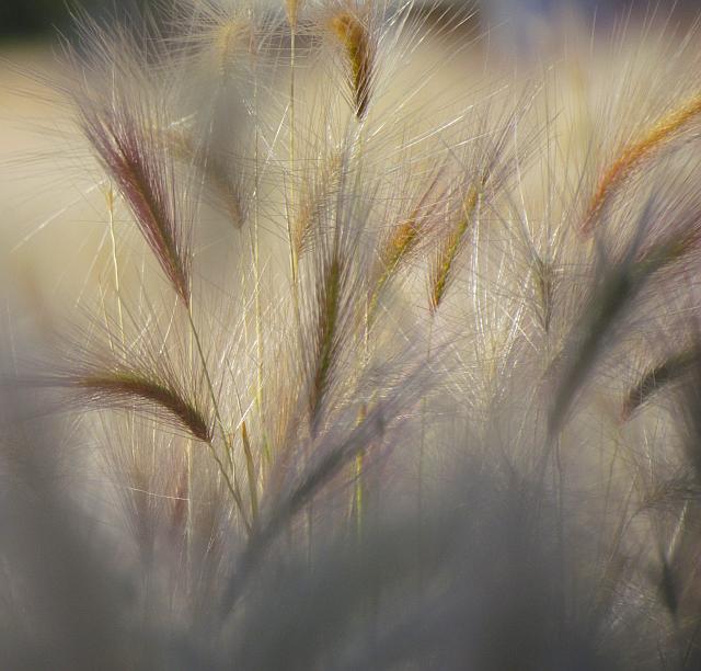 barley grass at Anahim Lake