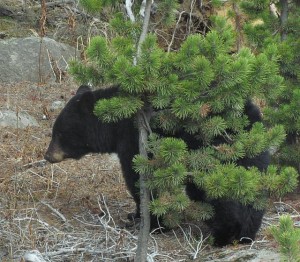 black bear