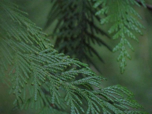 fronds of wester red cedar