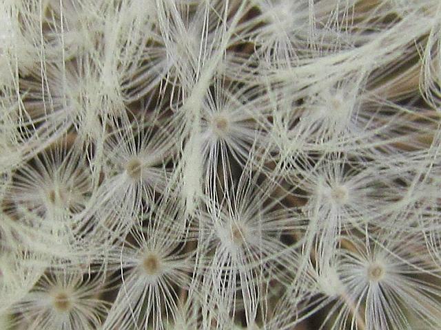 dandelion at Anahim Lake